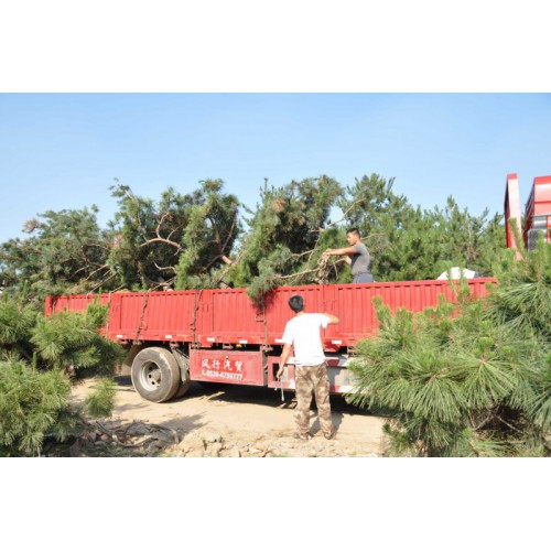 基地批發供應多種造型黑松油松 好管易造型美景觀松