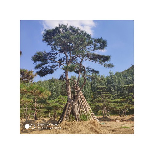 長期現貨供應多種造型黑松油松 盆栽地栽好成活造型松