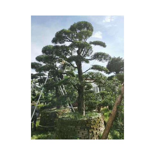 長期現貨供應多種造型黑松油松 盆栽地栽好成活造型松