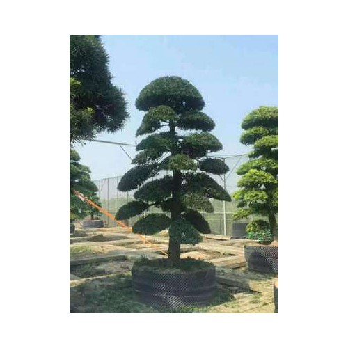 出售：黑松，造型黑松