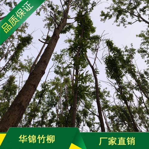 優質竹柳種苗批發基地 竹柳種苗批發基地