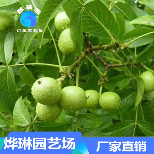 核桃苗 批發核桃種苗 核桃小苗價格 核桃苗供貨廠家