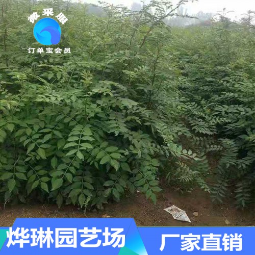 花椒苗  泰安花椒苗  花椒幼苗批發 花椒種苗基地