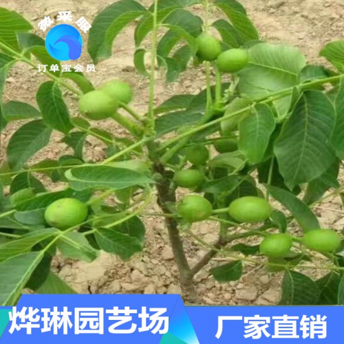 核桃苗 清香核桃苗價格 核桃種苗批發