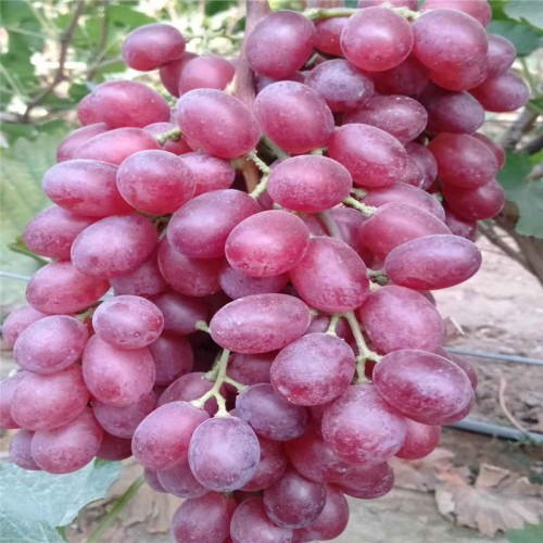 葡萄苗 葡萄苗 冰美人葡萄苗 葡萄苗價(jià)格