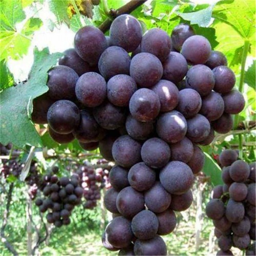 新品種葡萄苗 葡萄苗出售 葡萄苗批發(fā)