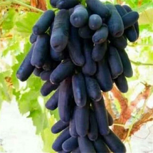 巨峰葡萄苗 基地批發(fā)葡萄苗  巨峰葡萄苗價(jià)格