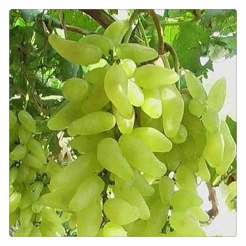 專業(yè)種植巨峰葡萄苗  基地直銷 批發(fā)葡萄苗