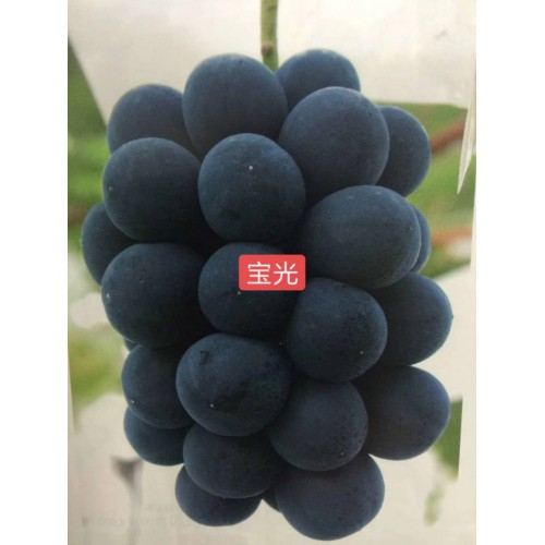 藍(lán)寶石葡萄苗 甜蜜藍(lán)寶石葡萄苗 甜蜜藍(lán)寶石葡萄苗價(jià)格