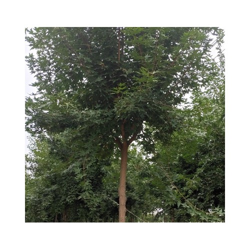 五角楓?行道綠化五角楓 熱銷現貨防護