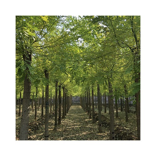 黃金槐 黃金槐價(jià)格 黃金槐樹苗廠家