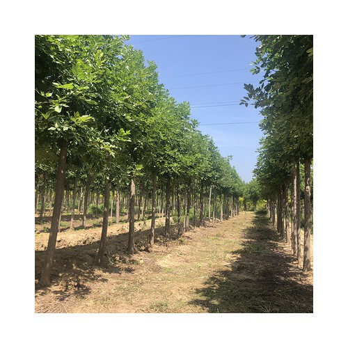 國(guó)槐 出售各規(guī)格國(guó)槐 速生國(guó)槐