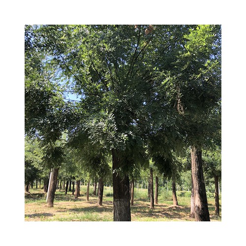 國槐 國槐價(jià)格 優(yōu)質(zhì)國槐 老式國槐