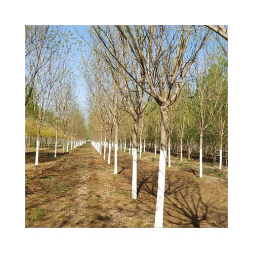 白蠟?批發(fā)白蠟小樹 速生白蠟