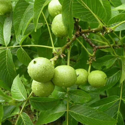 薄皮核桃種苗 核桃種苗批發 核桃小苗價格