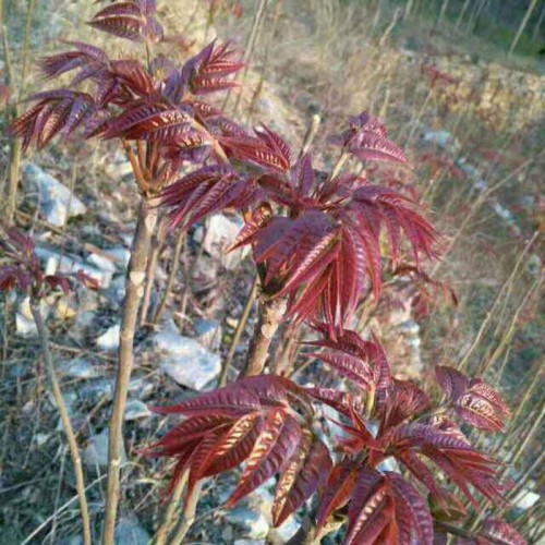 山東香椿苗 香椿樹苗 泰安香椿苗 紅油香椿苗批發(fā)價格