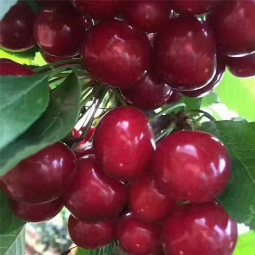 山東櫻桃苗 嫁接櫻桃苗 泰安櫻桃苗 大櫻桃樹苗 新品種櫻桃苗