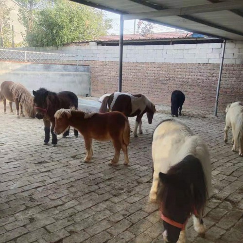 矮馬 現(xiàn)貨批發(fā) 小矮馬價(jià)格