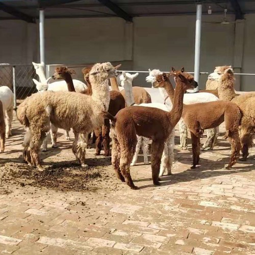 羊駝 小羊駝價(jià)格 羊駝養(yǎng)殖