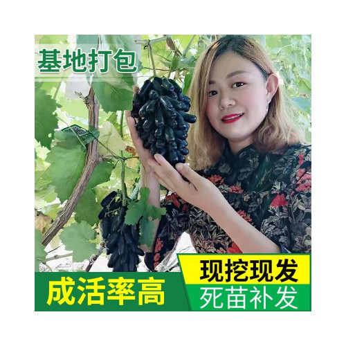 葡萄苗 基地批發甜蜜藍寶石葡萄苗