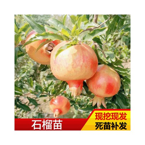 石榴苗 批發蒙陽紅石榴苗 基地種植高成活率