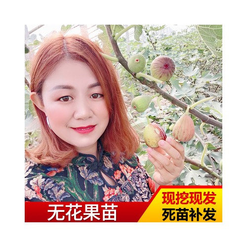 無花果苗 基地批發無花果苗 園林種植無花果波姬紅