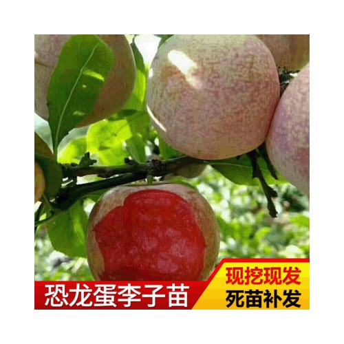 李子苗 基地種植李子苗 現挖現發恐龍蛋李子苗