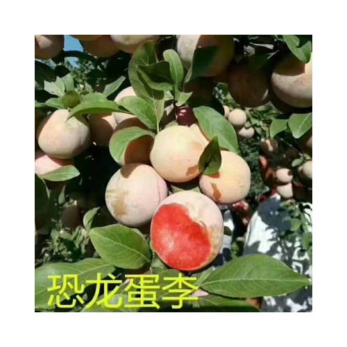 李子苗 高成活率園林果樹嫁接苗木