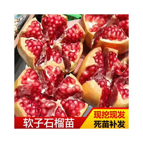 石榴苗 基地種植突尼斯軟子石榴嫁接苗現挖現發