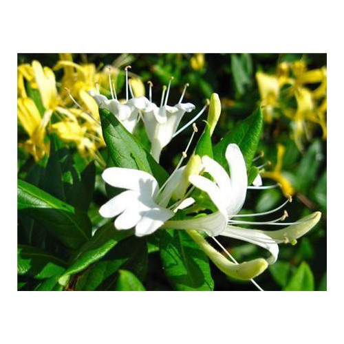 金銀花價格   金銀花基地