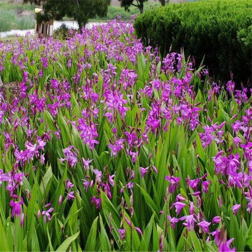 白及、白芨怎么種植 白及、白芨的種植技術(shù)