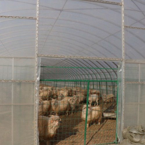 滄州養殖棚骨架生產廠家  養殖棚