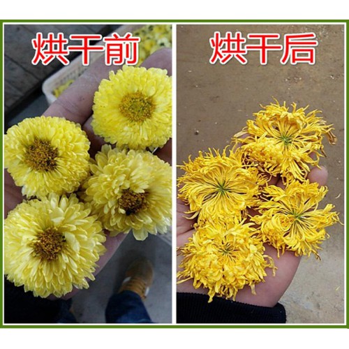 大型菊花干燥設備