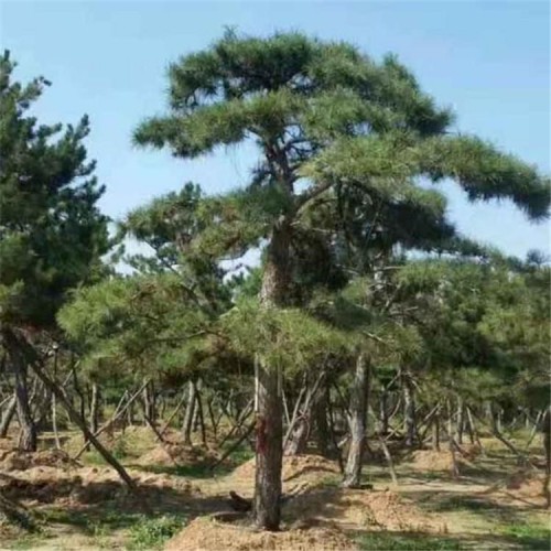 熱銷造型景觀松