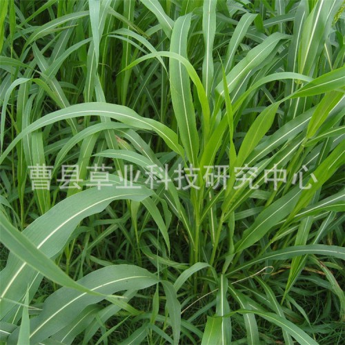 朝牧一號(hào)稗谷牧草種子