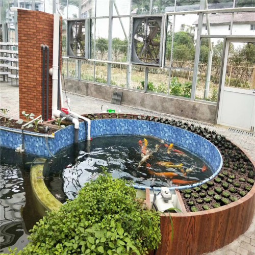 陽臺魚菜共生 魚菜和諧共生 優良食魚菜共生