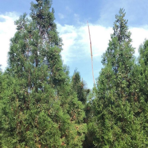 龍柏 綠禾苗圃龍柏小苗，