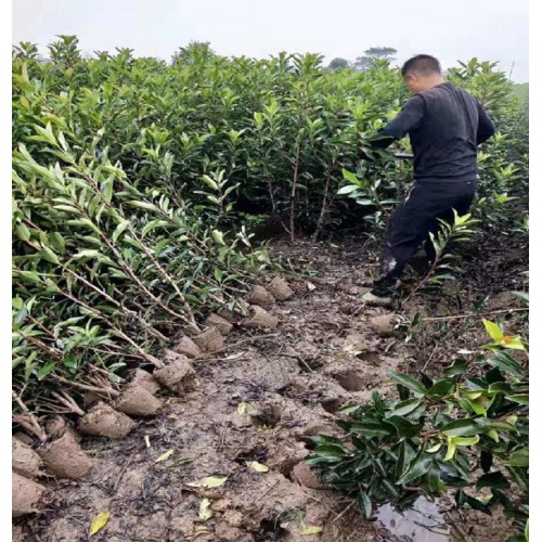 130-140-150公分法國(guó)冬青 法國(guó)冬青價(jià)格 珊瑚樹價(jià)格