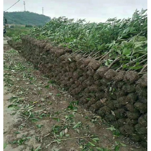 1-1.2-1.5-2米法國(guó)冬青 法國(guó)冬青價(jià)格 珊瑚樹價(jià)格