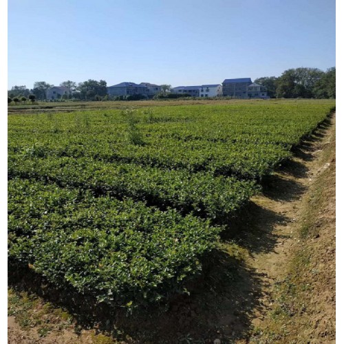 茶梅價(jià)格 茶梅小苗 茶梅小苗價(jià)格 茶梅色塊苗價(jià)格