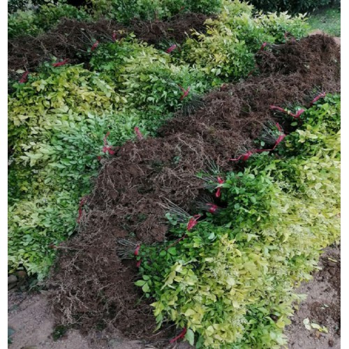 金葉女貞小苗 金葉女貞小苗價格 金葉女貞色塊苗價格