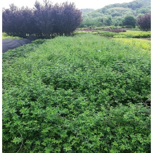 迎春花價格 迎春小苗價格 迎春花小苗 黃素馨價格