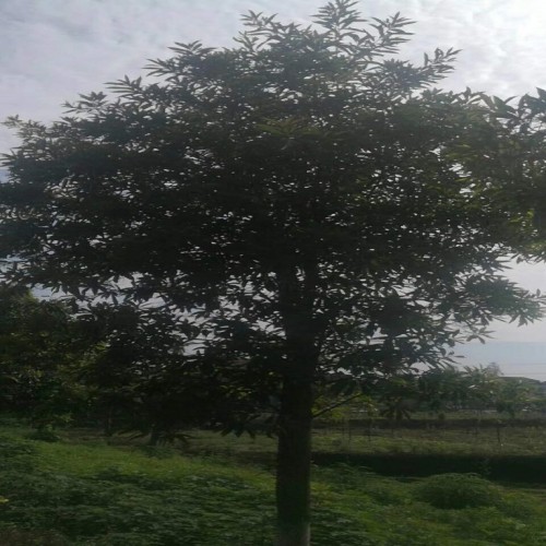 25-28-30公分杜英樹 杜英樹價(jià)格 杜英價(jià)格