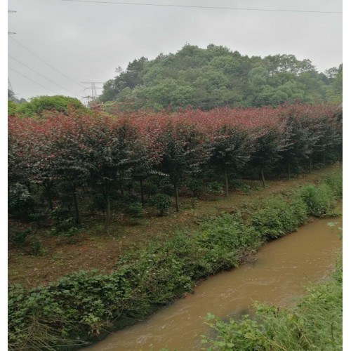 紅葉李 紅葉李價(jià)格 紫葉李價(jià)格