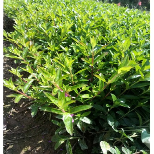 大量供應(yīng)滿天星小苗 滿天星價(jià)格 滿天星小苗價(jià)格