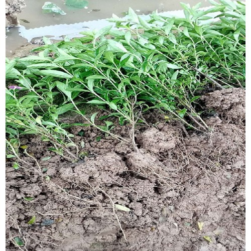 勝予苗木滿天星小毛球價(jià)格   滿天星價(jià)格 滿天星小苗價(jià)格