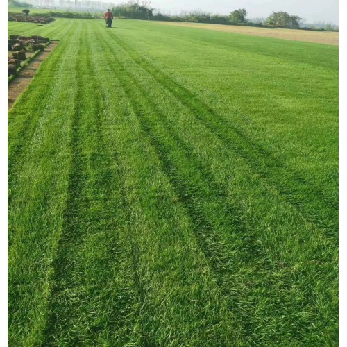 勝予苗木 草皮價(jià)格 草坪皮 馬尼拉草皮價(jià)格 混播草坪價(jià)格