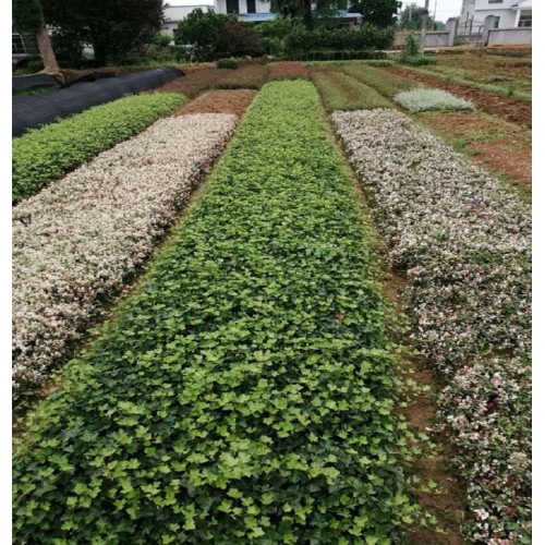 勝予苗木 常春藤 常春藤小苗 常春藤小苗價(jià)格 常春藤價(jià)格