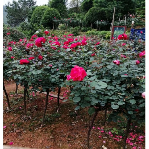 月季花 月季花價(jià)格 月季價(jià)格 高桿月季價(jià)格 豐花月季 月月紅