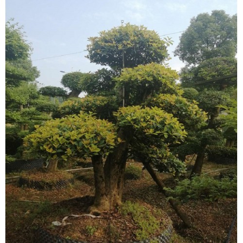 欏木石楠盆景價(jià)格 欏木石楠樁價(jià)格 造型欏木石楠樁價(jià)格